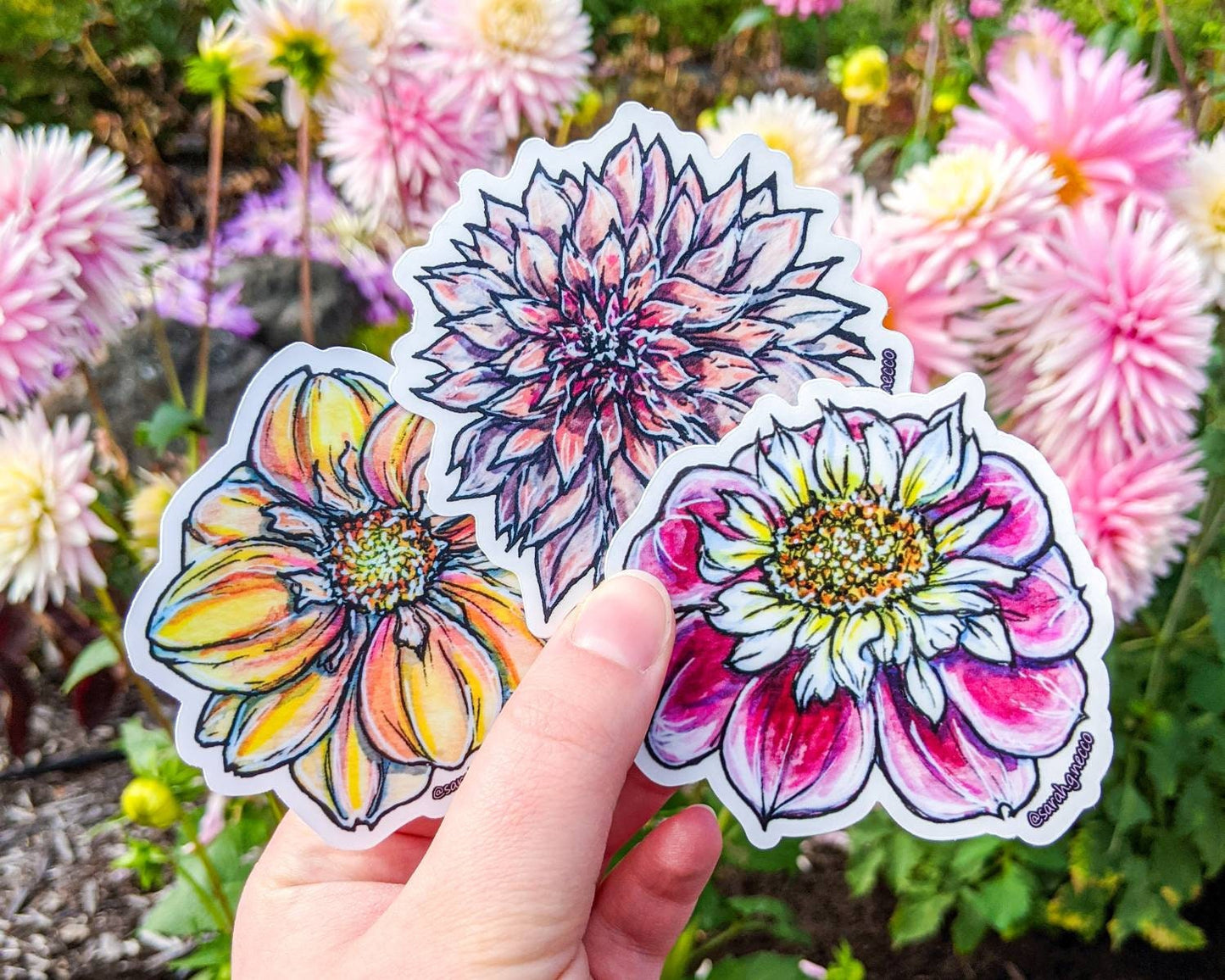 SALE! Set of 3 Dahlia Stickers, 3" Clear Die-Cut Vinyl Stickers, Waterproof & Dishwasher Safe, Watercolor Art