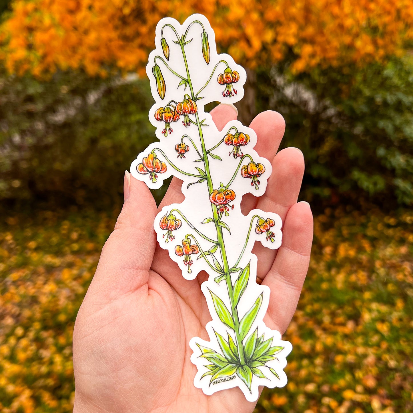 Wild Tiger Lily, Tallscape™ Flower Sticker, 2”x7" Clear Vinyl Die Cut Sticker